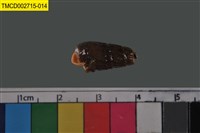 藏品(寄居蟹)的圖片